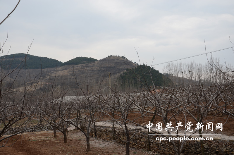 60年代初，張家泉村的近千畝山場，山高坡陡，光禿禿。朱彥夫上任村支書后，帶領村民重改黃山面貌，栽種果樹。圖為現在張家泉村的果樹林。人民網記者高雷 攝