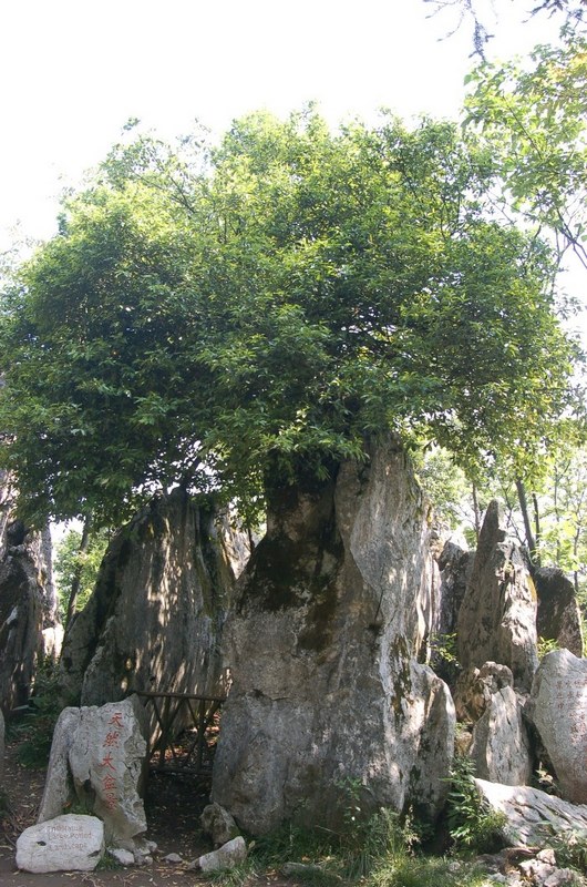 大盆景
