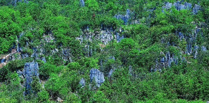 華鎣山石林全景
