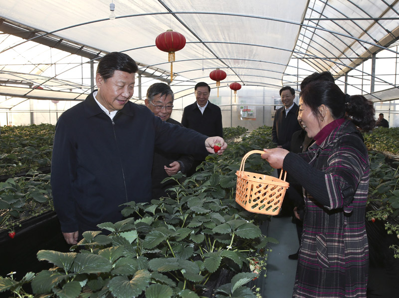 12月13日至14日，中共中央總書記、國家主席、中央軍委主席習近平在江蘇調研。這是13日下午，習近平在鎮江市丹徒區世業鎮先鋒村農業園草莓大棚，實地察看草莓生長情況。新華社記者 蘭紅光 攝