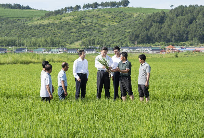 7月16日，習(xí)近平在延邊州和龍市東城鎮(zhèn)光東村稻田同村民和農(nóng)技人員交流。新華社記者 謝環(huán)馳 攝