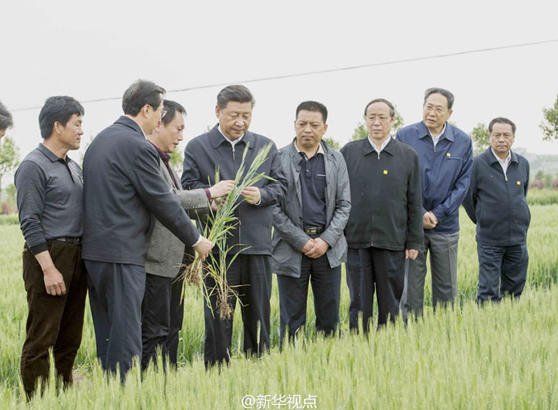 在小崗村高標準農田示范點，習近平向農技人員了解為保証合理施肥採取了哪些措施。總書記強調，要加強管理，加強監測，確保農產品安全。習近平還關切詢問縣裡農技人員培養和待遇情況，勉勵農技人員發揮專長服務“三農”。