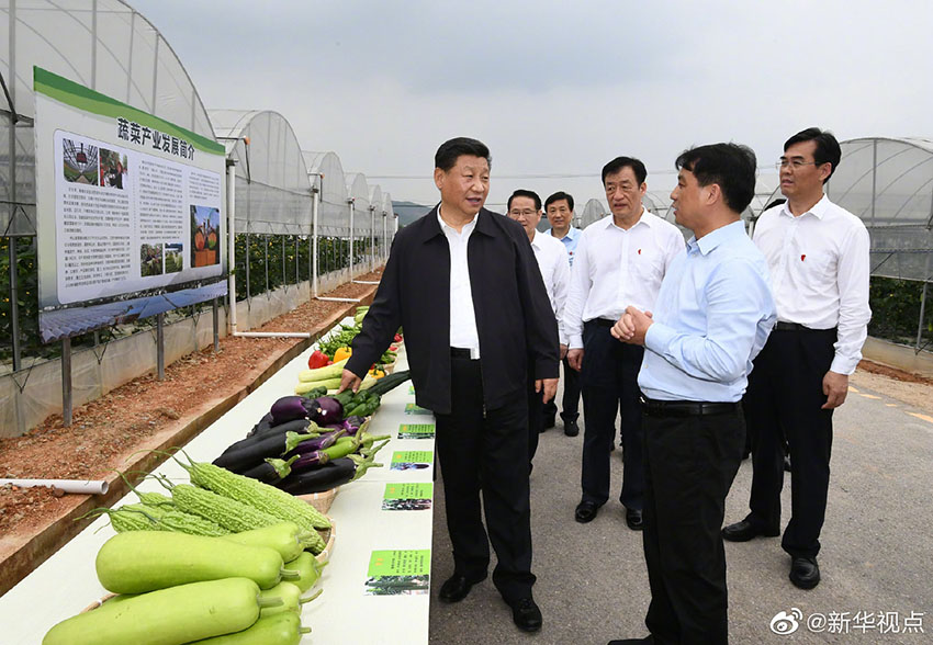 5月20日，中共中央總書記、國家主席、中央軍委主席習(xí)近平深入贛南老區(qū)考察調(diào)研。這是習(xí)近平在江西省於都縣梓山富硒蔬菜產(chǎn)業(yè)園考察調(diào)研。 新華社記者 謝環(huán)馳 攝