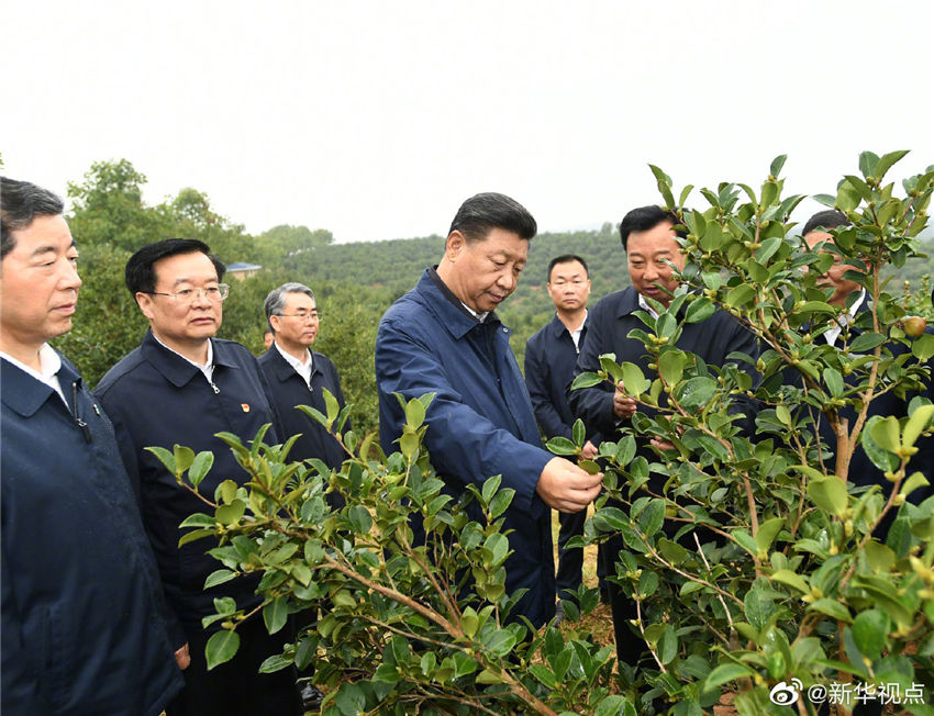 9月17日，中共中央總書記、國家主席、中央軍委主席習近平前往河南省光山縣司馬光油茶園和文殊鄉東岳村，考察調研當地脫貧攻堅工作成效和中辦在光山縣扶貧工作情況，看望慰問老區群眾。這是習近平在司馬光油茶園考察調研。 新華社記者 謝環馳 攝