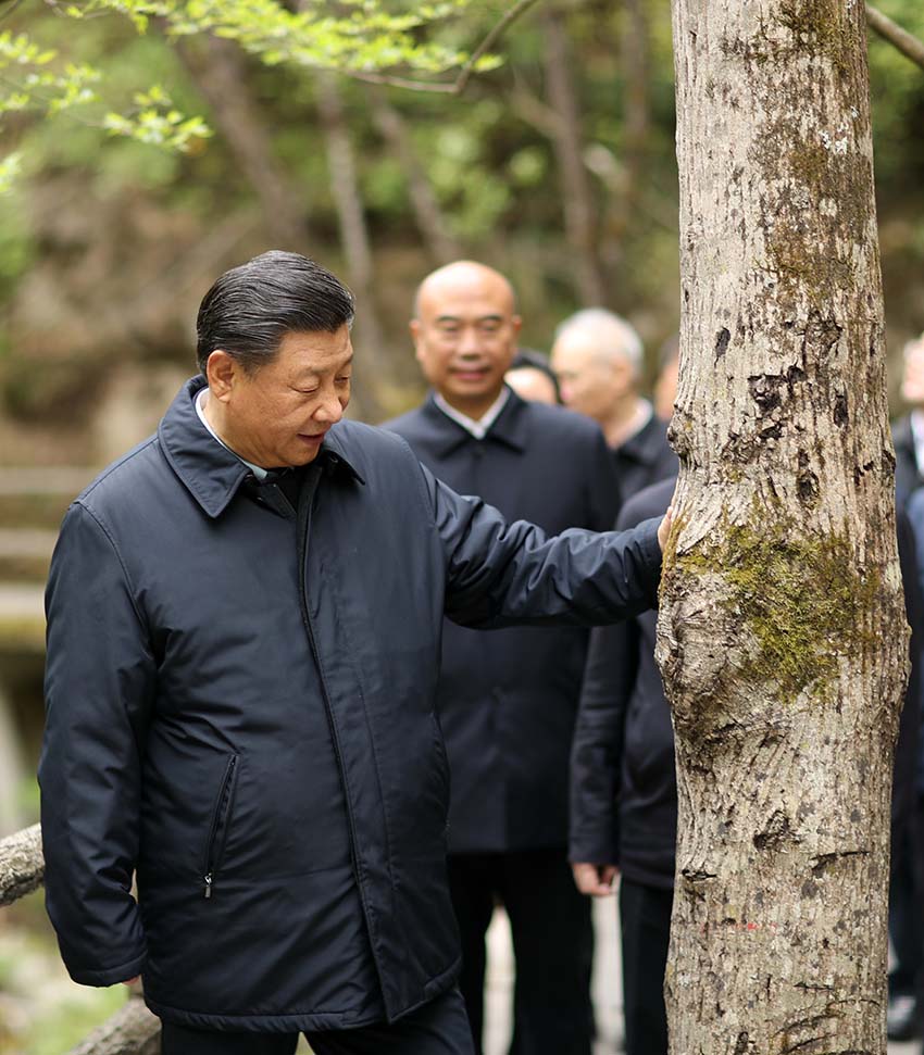 4月20日，中共中央總書記、國家主席、中央軍委主席習近平在陝西考察調研。這是習近平在位於商洛市柞水縣的秦嶺牛背梁國家級自然保護區，考察秦嶺生態保護情況。 新華社記者 鞠鵬 攝