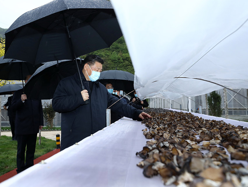 4月20日，中共中央總書記、國家主席、中央軍委主席習(xí)近平在陝西考察調(diào)研。這是習(xí)近平在商洛市柞水縣小嶺鎮(zhèn)金米村了解脫貧攻堅(jiān)工作情況。 新華社記者 鞠鵬 攝
