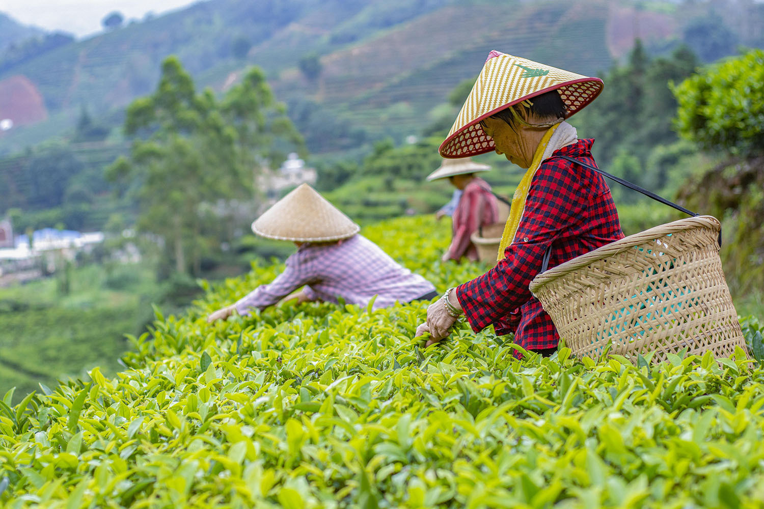 饒平縣浮濱鎮嶺頭村,茶農背著竹簍,正忙著採茶。王舜平 攝