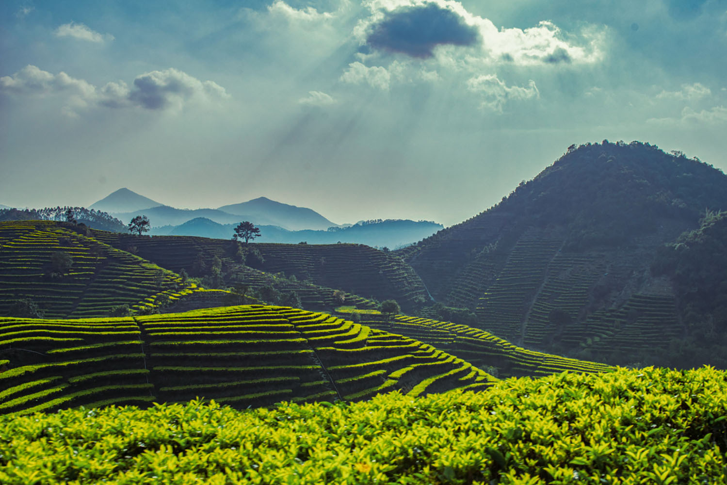廣東饒平：以茶興業(yè)促鄉(xiāng)村振興