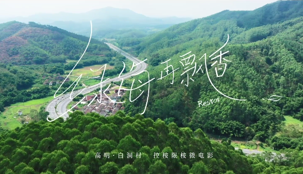廣東佛山高明區(qū)：綠海再飄香
