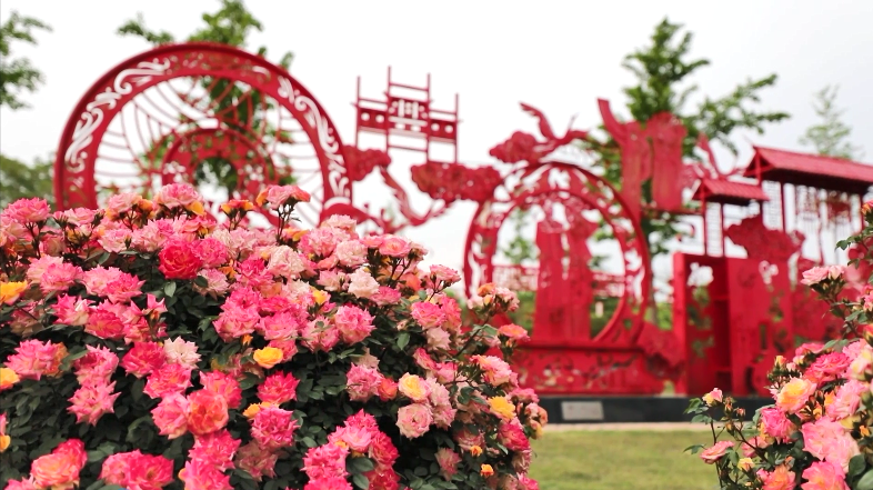 山東萊州：花開萊州香滿城 月季之鄉(xiāng)展新顏