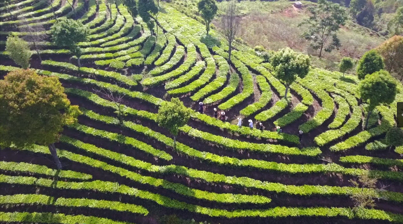 雲(yún)南景谷：一片茶葉到一杯清香的旅程