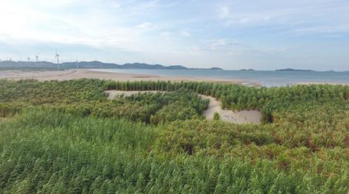 跨越山海的“幸福草”2021年11月19日，在第三次“一帶一路”建設(shè)座談會上，習(xí)近平回憶起一件往事——在福建工作期間，習(xí)近平接待了來訪的巴布亞新幾內(nèi)亞東高地省省長拉法納瑪。“我向他介紹了菌草技術(shù)，這位省長一聽很感興趣。我就派《山海情》裡的那個林佔熺去了。”菌草，正是在習(xí)近平的推動下，為“閩寧合作”打開了一扇門。