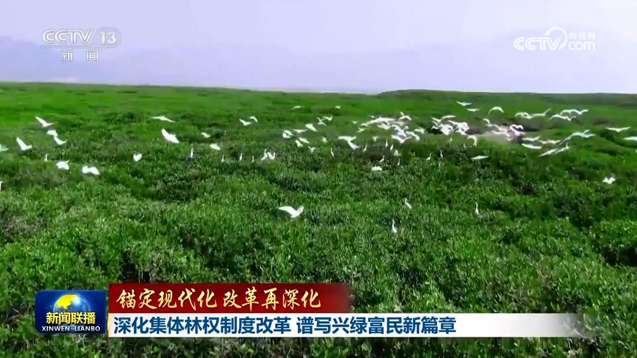 【錨定現代化 改革再深化】深化集體林權制度改革 譜寫興綠富民新篇章