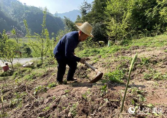陳朋在黃精地裡鋤草。人民網 劉政寧攝