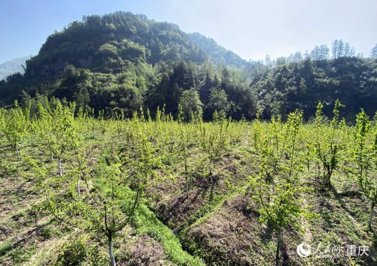 華溪村產業基地裡的黃精和木瓜長勢喜人。人民網 劉政寧攝