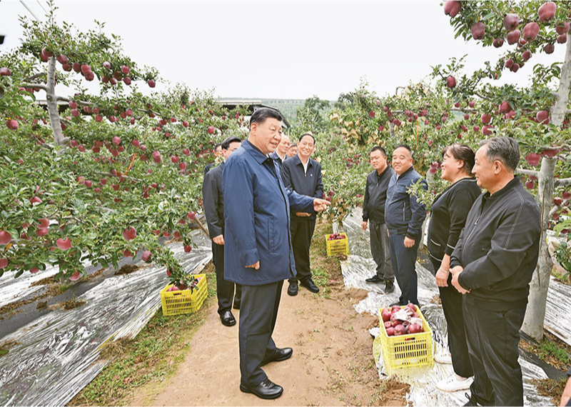 2024年9月10日至13日，中共中央總書記、國家主席、中央軍委主席習近平在甘肅考察。這是11日上午，習近平在天水市麥積區(qū)南山花牛蘋果基地考察時，走進果林了解相關種植、技術和管理情況。 新華社記者 謝環(huán)馳/攝
